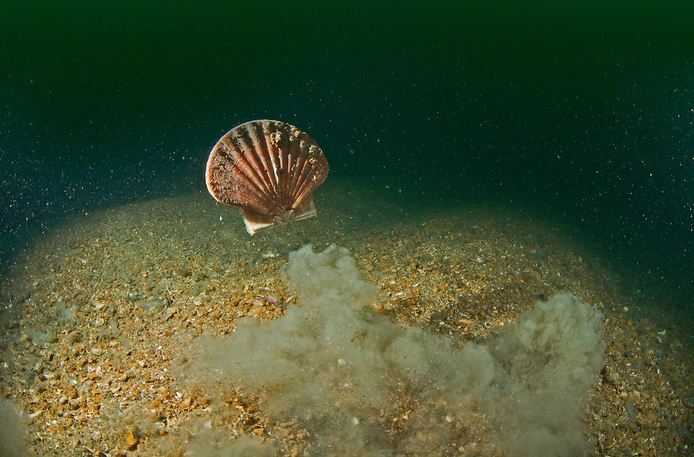 facts about clams in the ocean